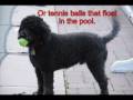 What is a Portuguese Water Dog?