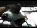 osama y pantera