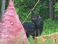 Chimp Haven chimpanzee retirement sanctuary Chimp Haven chimpanzee retirement sanctuary
