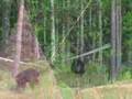 Chimp Haven chimpanzee retirement sanctuary
