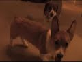 Jack and Barkley