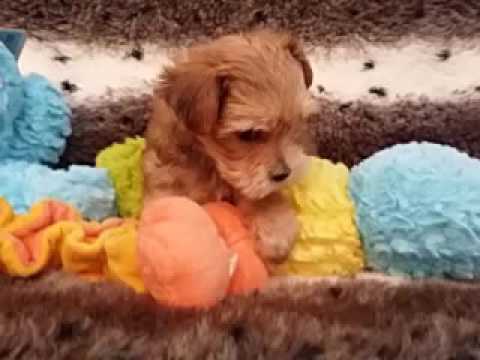 So Playful Morkie Little Boy Puppy!