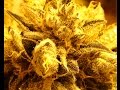 Curing Vol 2