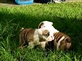 Click here to watch this video Sanlusos Bulldog Ingles Disponibles mayo2012