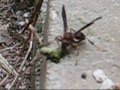 Wasp-Eating-Monarch-