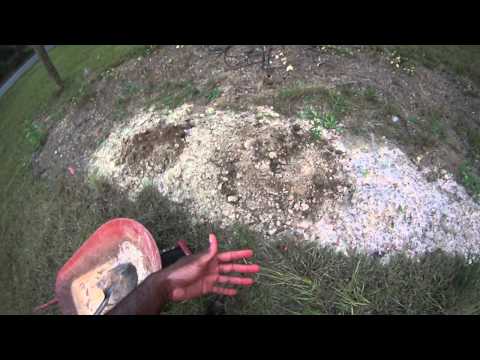 how to fertilize ryegrass