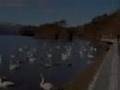小春日和に白鳥の声