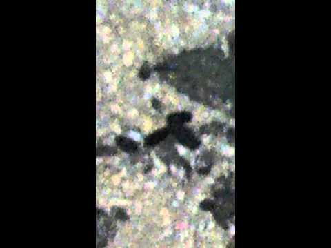 how to get rid mice in attic