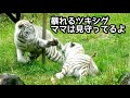 暴れるツキとシグレ　見守るシロップママ【伊豆アニマルキングダム】Tsuki Shigure Syrup Izu Animal Kingdom