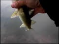 3 Walleyes
