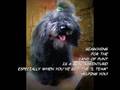 videos de SPACE DOGS AND CAT ARRIVING VIA MAGIC TIME PORTAL EXPRESS...