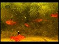 Swimming with Hyphessobrycon sp. CLP in its natural habitat