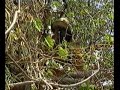 Infantaria de Caatinga