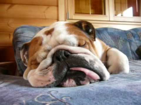 english bulldog snoring