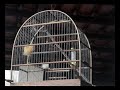 sinsing canary (cantar do can�rio) canarinho cantador http://www.disy.com.br/