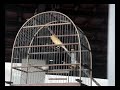 sinsing canary (cantar do can�rio) canarinho cantador http://www.disy.com.br/