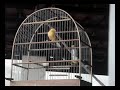 sinsing canary (cantar do can�rio) canarinho cantador http://www.disy.com.br/
