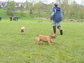 Terrier Racing 2 Terrier Racing 2