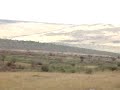 Chasing a Kenya bird