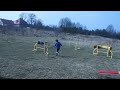 Syriusz - peruvian hairless dog agility training 8.03.2014 Peruvian Hairless Dog