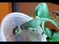 Baby Chameleon Eating Crickets
