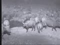 Buffels, Buffels, Buffels, Buffels 01 Buffels, Buffels, Buffels, Buffels 01