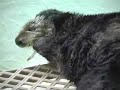 Sea Otter Surgery and Recovery Sea Otter Surgery and Recovery