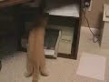 Printer Cat