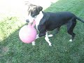 Crazy Great Dane - Shelby