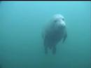 Seals at the Farne Islands near Beadnell, Northumberland