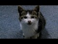 出会った日のボギー - The Cat who....