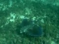 Unknown fish