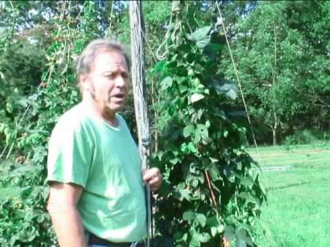 how to harvest hops