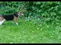 Meisha vs the Groundhog
