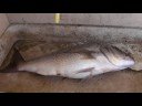 Dentex 4.2kg Susak 2008