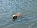 Un alano al lago