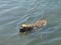 Un alano al lago