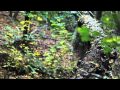 Gates Nicolai - AMT - All Mountain Trial with Marco Hoesel and Frank Schneider