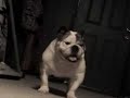 My Crazy Dog My Crazy Dog