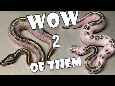 YouTube reptile video