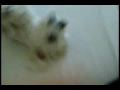 Dog-graps-socks-The-