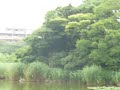 水元公園散策で