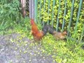 gallitos enanos en villarrica grabados por walter manriquez