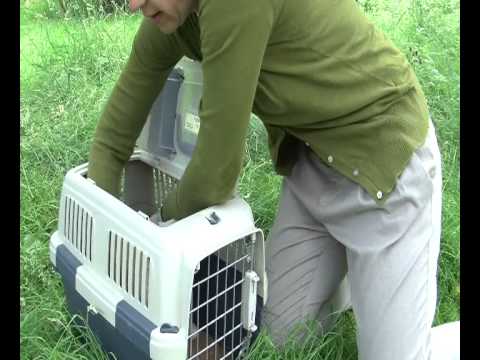 how to care for a rabbit rspca