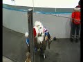Das beste Maskotchen der DEL Pucki!!
