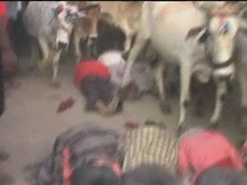 Indian Men Voluntarily Get Trampled on by Cows photo Indian Men Voluntarily Get Trampled on by Cows picture