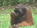 Orangutans - Tanjung Puting, Kalimantan - Oranghutans