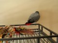 Her beloved Ball. Emma my Congo African grey