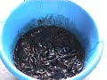 glycerin gasification glycerin gasification