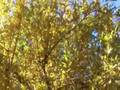 videos de OTOÑO 2008